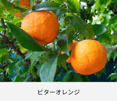 ノート：ビターオレンジ