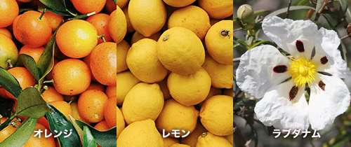 オレンジ、レモン、ラブダナム 煉獄杏寿郎 プリマにアックス　調香ノートトップ